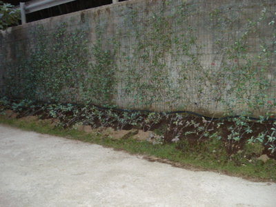 cosa ne pensate? / DSC01934.JPG DSC01934.JPG