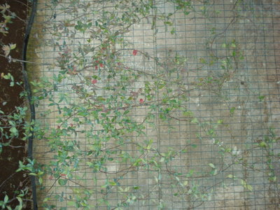 DSC01933.JPG (143.93 KiB) Osservato 3343 volte DSC01933.JPG