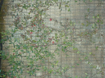 DSC01932.JPG (147.64 KiB) Osservato 3343 volte DSC01932.JPG