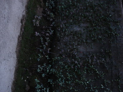 DSC01936.JPG (145.18 KiB) Osservato 3343 volte DSC01936.JPG