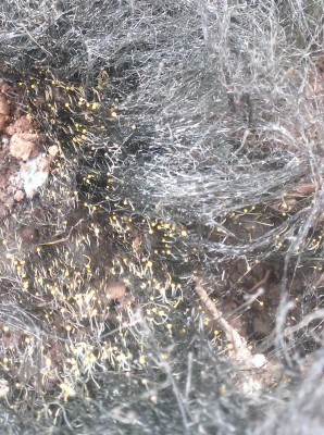 Muffa.jpg (846.16 KiB) Osservato 6050 volte Muffa.jpg