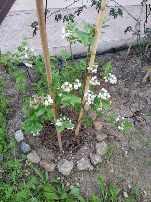 mirtillo in fiore 15 aprile 2015.jpg (292.76 KiB) Osservato 4166 volte mirtillo in fiore 15 aprile 2015.jpg