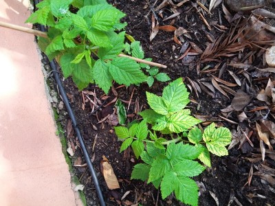 lampone giallo rifiorente.jpg (260.5 KiB) Osservato 4154 volte lampone giallo rifiorente.jpg