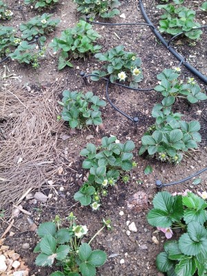 FRAGOLE in fiore 26 marzo 2015..jpg (365.48 KiB) Osservato 1366 volte FRAGOLE in fiore 26 marzo 2015..jpg