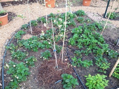 fragole in fiore 17 aprile 2015.jpg (350.1 KiB) Osservato 1365 volte fragole in fiore 17 aprile 2015.jpg