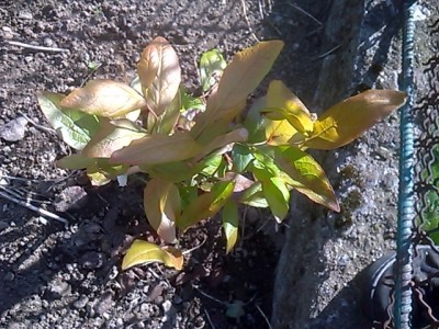 Mirtillo gigante / WP_20150418_004.jpg WP_20150418_004.jpg