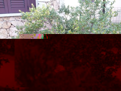 mirto sardo originale.jpg (332.23 KiB) Osservato 2101 volte mirto sardo originale.jpg