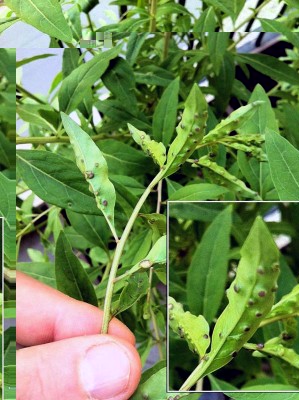 foto 1.jpg (116.32 KiB) Osservato 1025 volte foto 1.jpg