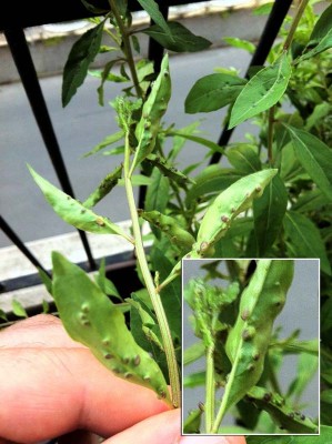 foto 2.jpg (102.46 KiB) Osservato 1025 volte foto 2.jpg