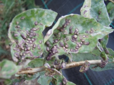 005 (640x480).jpg (165.26 KiB) Osservato 986 volte 005 (640x480).jpg