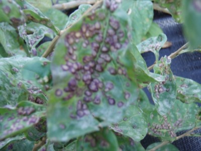 010 (640x480).jpg (161.79 KiB) Osservato 986 volte 010 (640x480).jpg