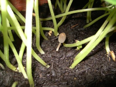 PICT2685_535x401.jpg (66.8 KiB) Osservato 901 volte PICT2685_535x401.jpg