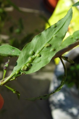 P1010145.JPG (146.72 KiB) Osservato 956 volte P1010145.JPG