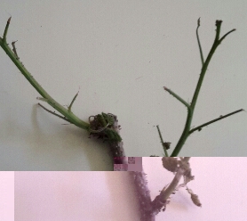 2015-04-26 12.27.53.jpg 2015-04-26 12.27.53.jpg