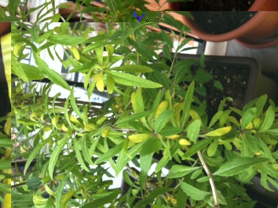 aaa.JPG (167.18 KiB) Osservato 775 volte aaa.JPG