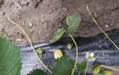 IMG_20150501_151115.jpg (371.85 KiB) Osservato 2806 volte IMG_20150501_151115.jpg