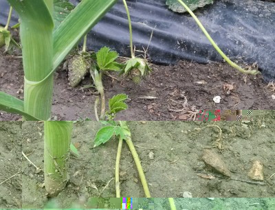 IMG_20150501_151131.jpg (308.03 KiB) Osservato 2806 volte IMG_20150501_151131.jpg