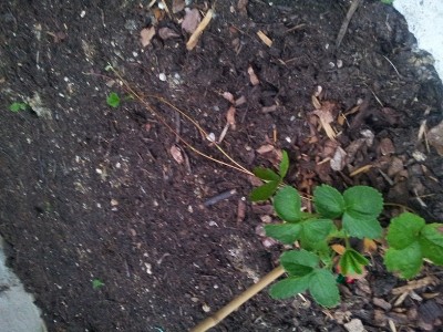 stoloni_fragole.jpg (235.25 KiB) Osservato 2696 volte stoloni_fragole.jpg