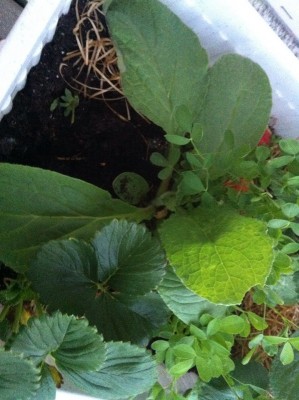 PIANTA DUBBIA.JPG (204.25 KiB) Osservato 776 volte PIANTA DUBBIA.JPG