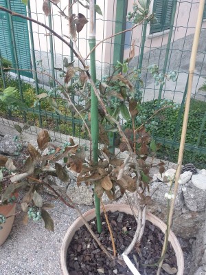 rsz_1rsz_20150515_202451.jpg (168.32 KiB) Osservato 1504 volte rsz_1rsz_20150515_202451.jpg