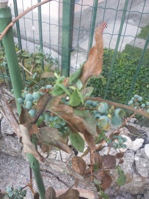 rsz_1rsz_1rsz_120150515_202508.jpg (120.17 KiB) Osservato 1504 volte rsz_1rsz_1rsz_120150515_202508.jpg