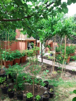 giardino 20 maggio 2015.jpg (314.04 KiB) Osservato 1688 volte giardino 20 maggio 2015.jpg