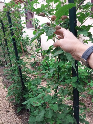 taiberry 23 maggio 2015.jpg (282.82 KiB) Osservato 1249 volte taiberry 23 maggio 2015.jpg