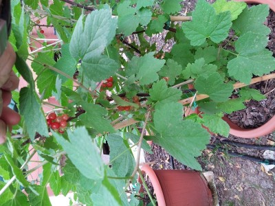ribes rosso 23 maggio 2015.jpg (226.5 KiB) Osservato 1249 volte ribes rosso 23 maggio 2015.jpg