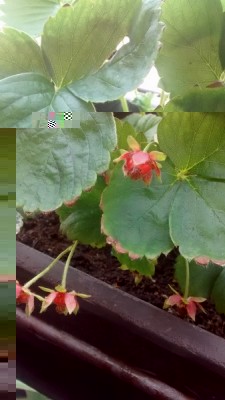 Fragole no-frutti 1 / 07-06 (Copia).jpg 07-06 (Copia).jpg