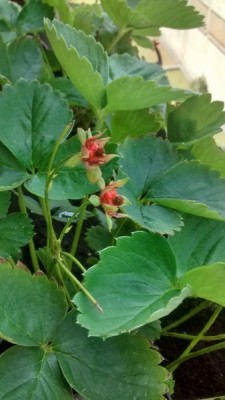 Fragole no-frutti 2 / 07-06 (2) (Copia).jpg 07-06 (2) (Copia).jpg