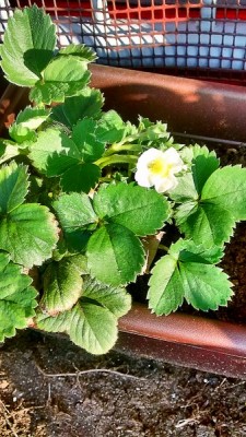 13-04 Fragole in fiore / 13-04 (Copia).jpg 13-04 (Copia).jpg