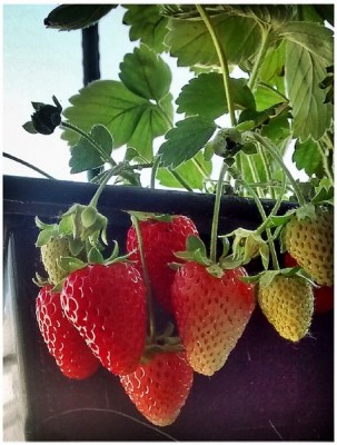 17-05 I primi frutti / 17-05 (Copia).jpg 17-05 (Copia).jpg