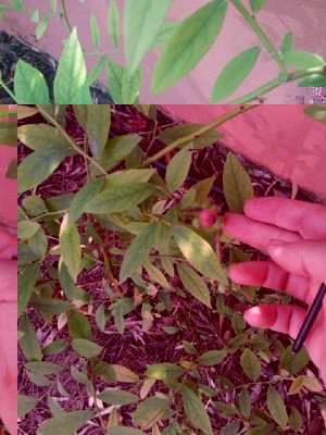 mirtillo rosa 7 giugno 2015.jpg (184.83 KiB) Osservato 1106 volte mirtillo rosa 7 giugno 2015.jpg