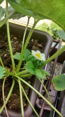 Pianta sana in Fiore / IMG_20150607_143956646_HDR (Copia).jpg IMG_20150607_143956646_HDR (Copia).jpg