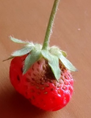 Frutto / IMG_20150607_190804207 (Copia).jpg IMG_20150607_190804207 (Copia).jpg