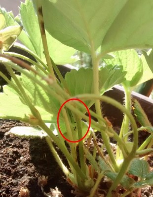 Particolare puntini neri / IMG_20150607_190817575 (Copia).jpg IMG_20150607_190817575 (Copia).jpg