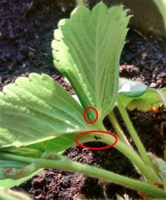 Afidi / IMG_20150607_190905757_HDR (Copia).jpg IMG_20150607_190905757_HDR (Copia).jpg