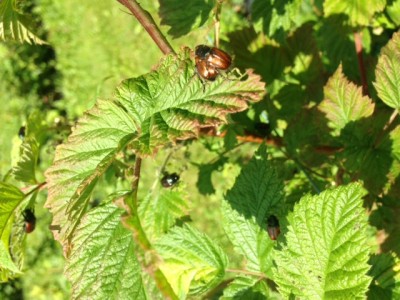 image2.jpg (153.24 KiB) Osservato 1190 volte image2.jpg