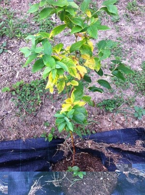 mirt 1.jpg (256.04 KiB) Osservato 3996 volte mirt 1.jpg