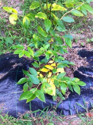 mirt 3.JPG (225.16 KiB) Osservato 3996 volte mirt 3.JPG