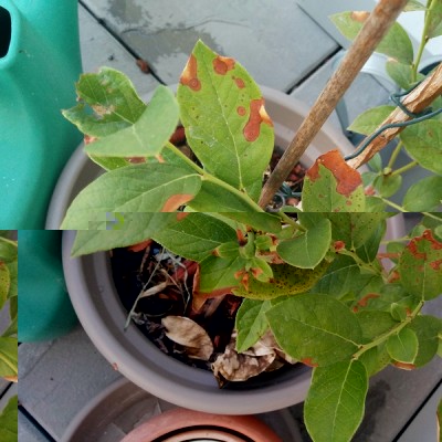 MIRTILLO.jpg (141.74 KiB) Osservato 1113 volte MIRTILLO.jpg