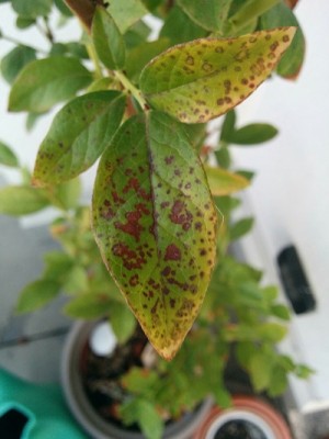 MIRTILLO2.jpg (67.35 KiB) Osservato 1113 volte MIRTILLO2.jpg