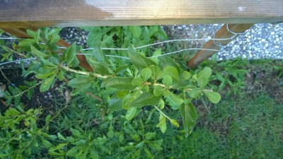 goji 5.jpg (337.89 KiB) Osservato 1681 volte goji 5.jpg