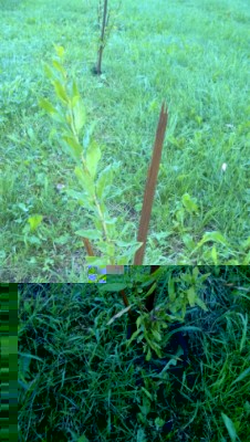 goji 3 .jpg (291.21 KiB) Osservato 1681 volte goji 3 .jpg