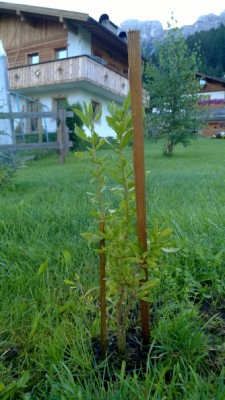 goji 4 4.jpg (338.14 KiB) Osservato 1680 volte goji 4 4.jpg