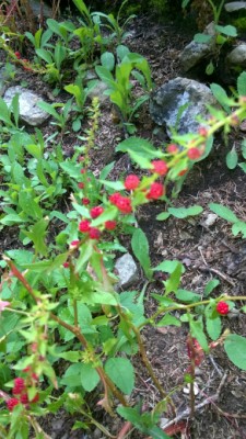 strana 222.jpg (327.77 KiB) Osservato 1335 volte strana 222.jpg