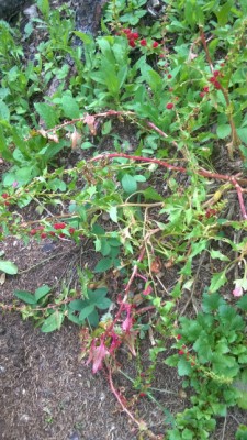 strana 333.jpg (387.47 KiB) Osservato 1335 volte strana 333.jpg