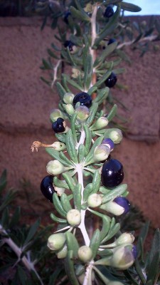 foto1.jpg (141.01 KiB) Osservato 1789 volte foto1.jpg