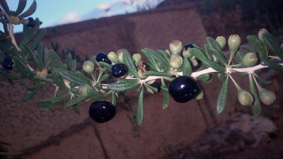 foto2.jpg (139.01 KiB) Osservato 1789 volte foto2.jpg