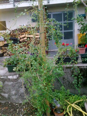 goji1.jpg (236.14 KiB) Osservato 1944 volte goji1.jpg